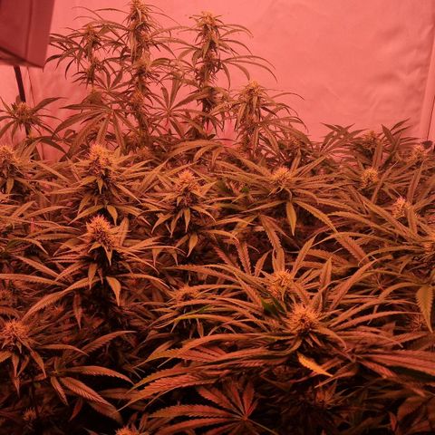 Haze Berry growlog timeline photo