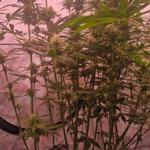 Haze Berry growlog timeline photo