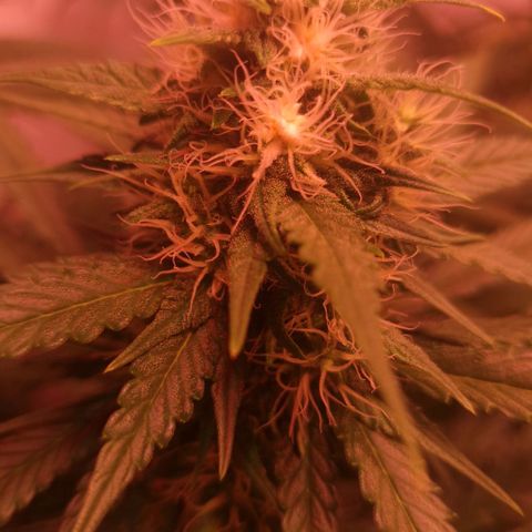 Haze Berry growlog timeline photo