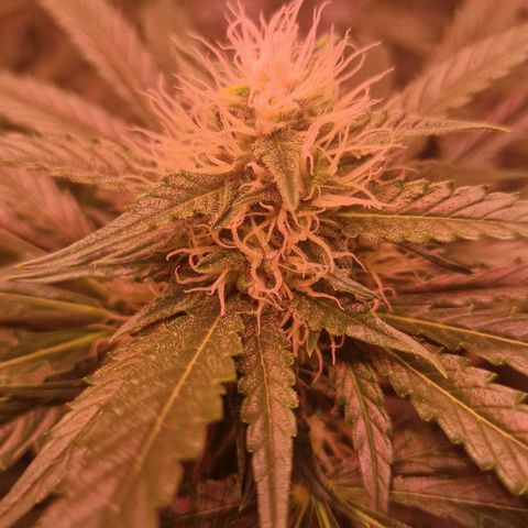 Haze Berry growlog timeline photo
