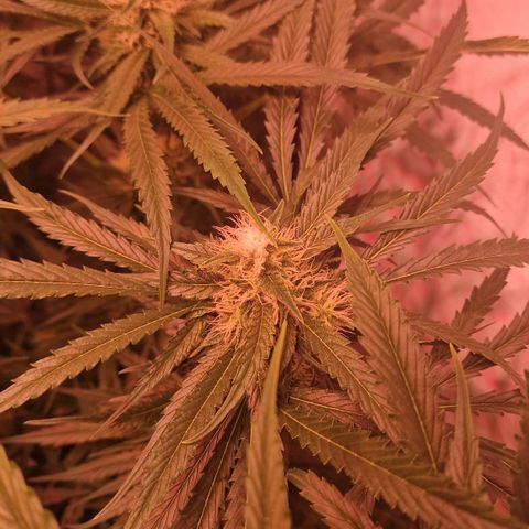 Haze Berry growlog timeline photo