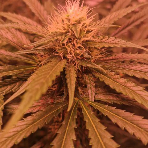 Haze Berry growlog timeline photo