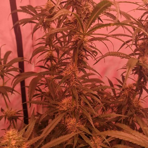 Haze Berry growlog timeline photo