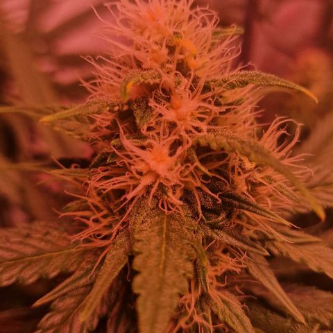 Haze Berry growlog timeline photo