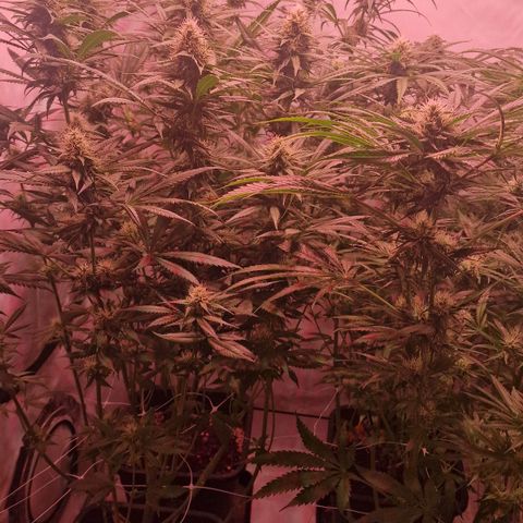 Haze Berry growlog timeline photo