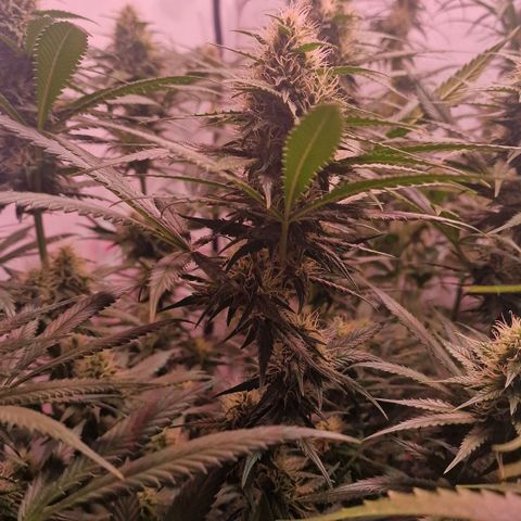 Haze Berry growlog timeline photo