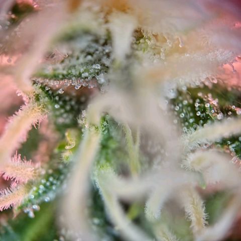 Haze Berry growlog timeline photo