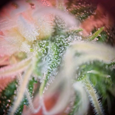 Haze Berry growlog timeline photo