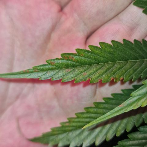 Haze Berry growlog timeline photo