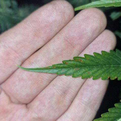 Haze Berry growlog timeline photo