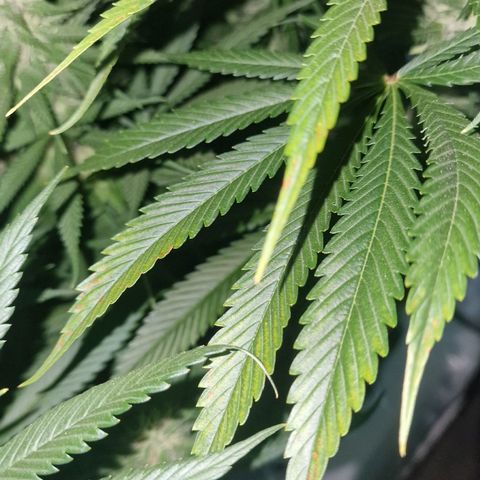 Haze Berry growlog timeline photo