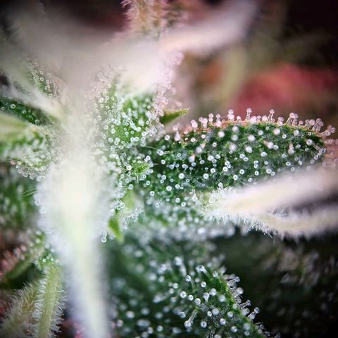 Haze Berry growlog timeline photo