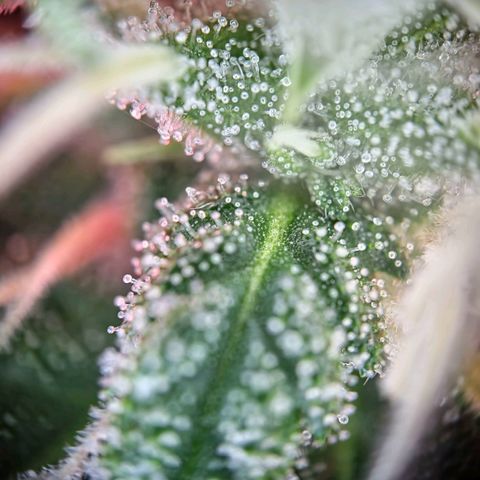 Haze Berry growlog timeline photo