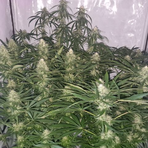 Haze Berry growlog timeline photo