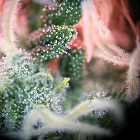 Haze Berry growlog timeline photo