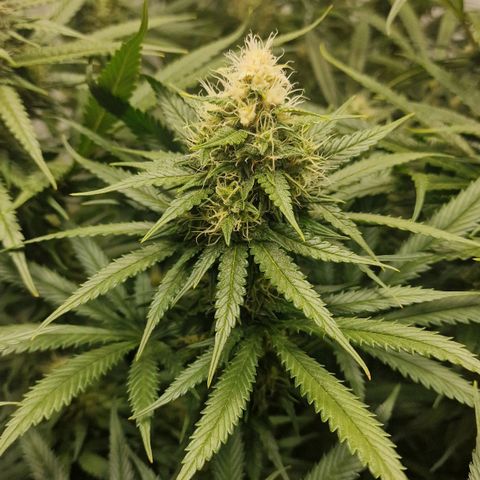 Haze Berry growlog timeline photo