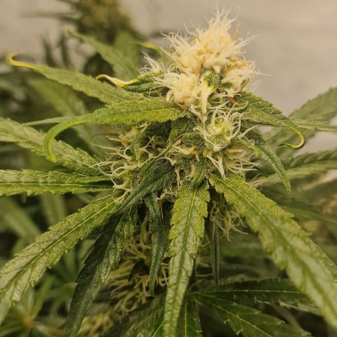 Haze Berry growlog timeline photo