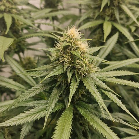 Haze Berry growlog timeline photo