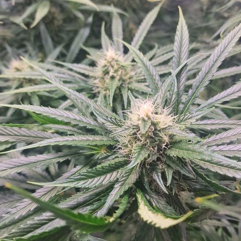 Haze Berry growlog timeline photo