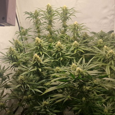 Haze Berry growlog timeline photo