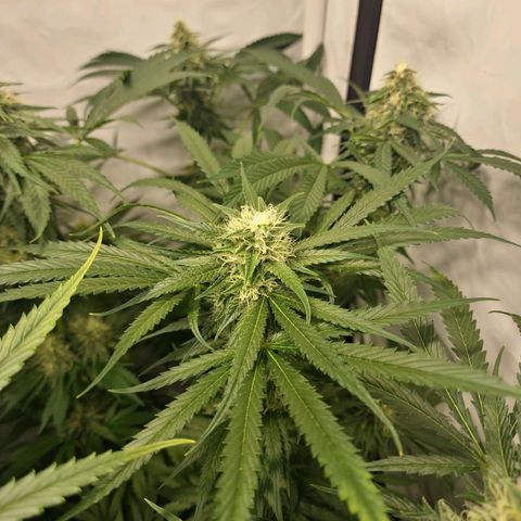 Haze Berry growlog timeline photo