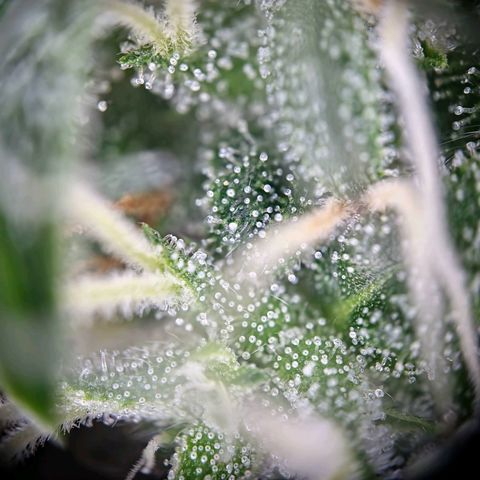 Haze Berry growlog timeline photo
