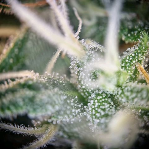 Haze Berry growlog timeline photo