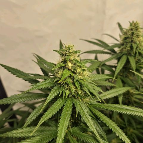 Haze Berry growlog timeline photo