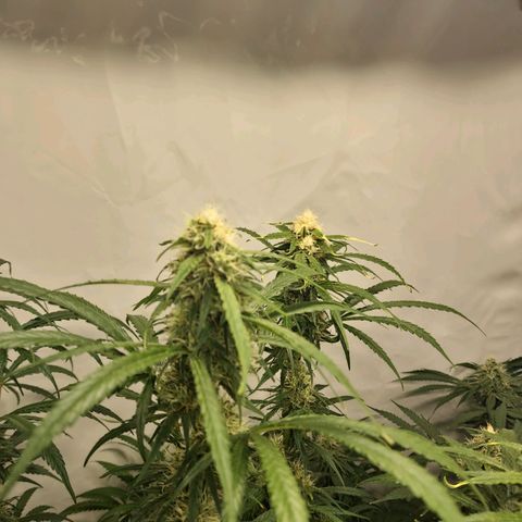 Haze Berry growlog timeline photo