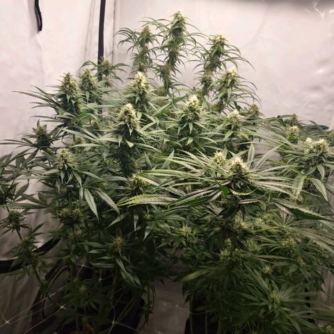 Haze Berry growlog timeline photo