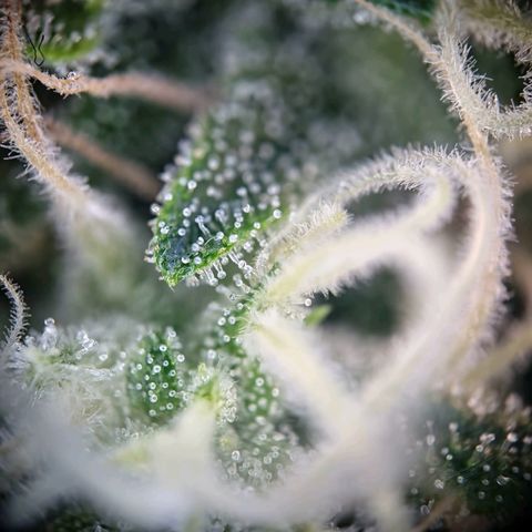 Haze Berry growlog timeline photo