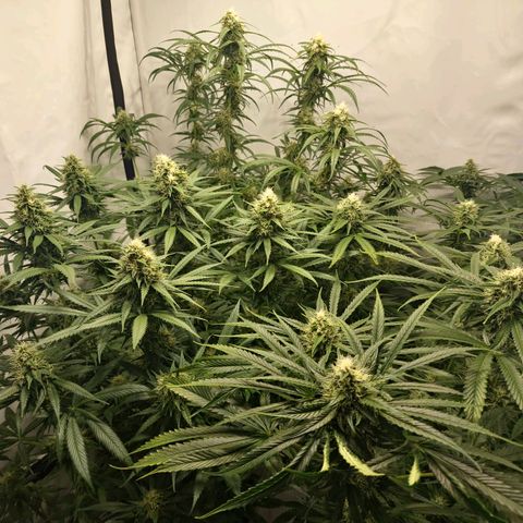 Haze Berry growlog timeline photo