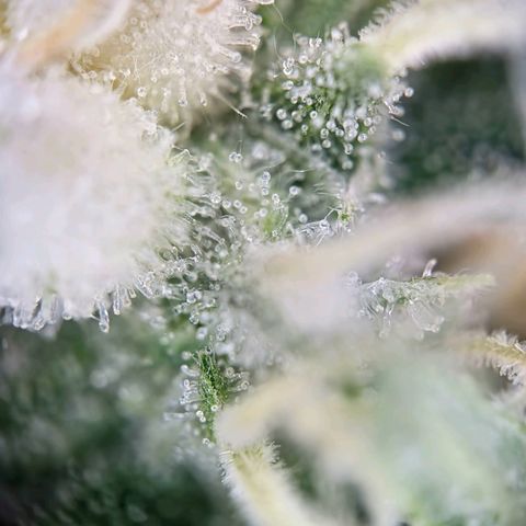 Haze Berry growlog timeline photo
