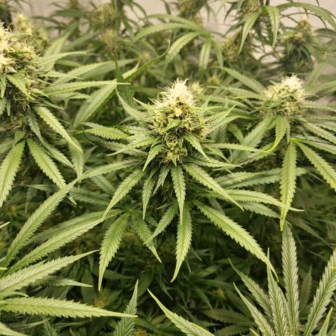 Haze Berry growlog timeline photo