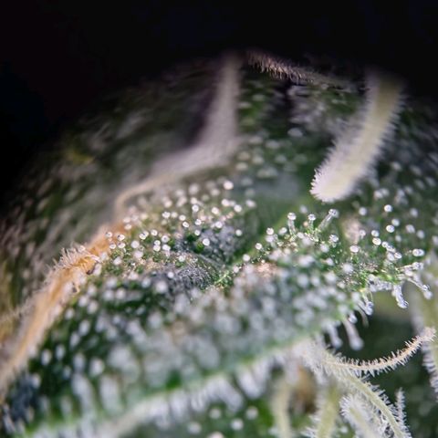 Haze Berry growlog timeline photo