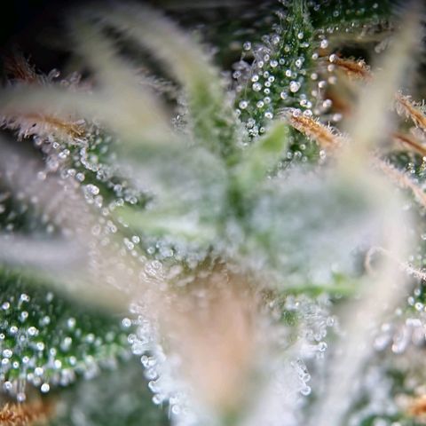 Haze Berry growlog timeline photo