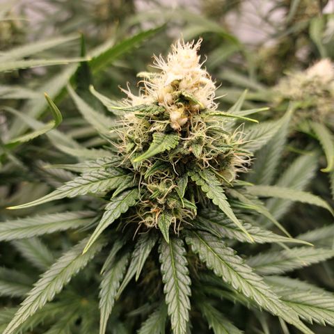 Haze Berry growlog timeline photo