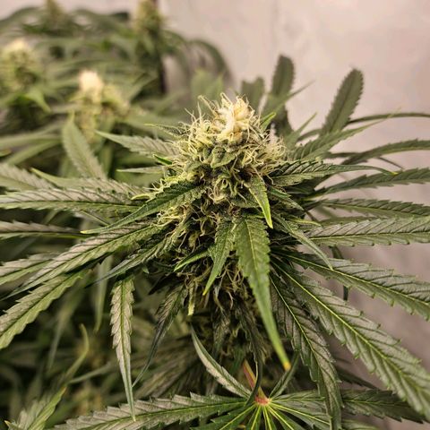 Haze Berry growlog timeline photo