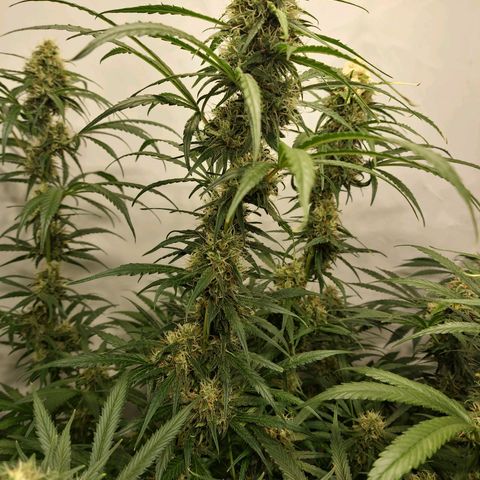 Haze Berry growlog timeline photo