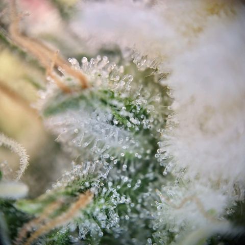 Haze Berry growlog timeline photo
