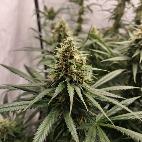 Haze Berry growlog timeline photo