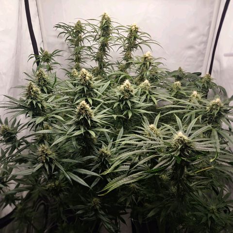 Haze Berry growlog timeline photo