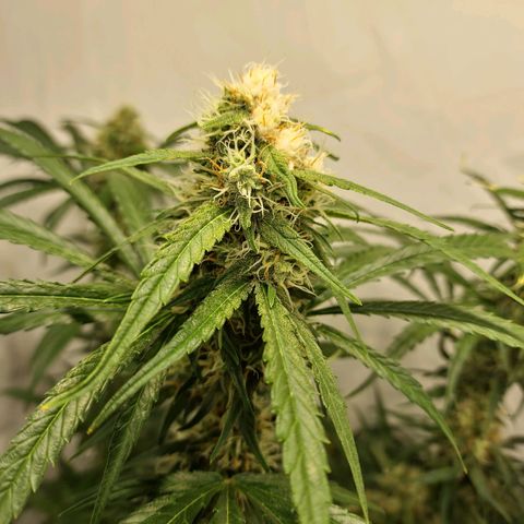 Haze Berry growlog timeline photo