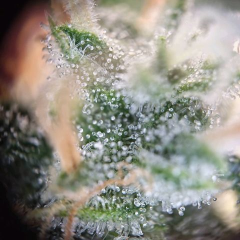Haze Berry growlog timeline photo