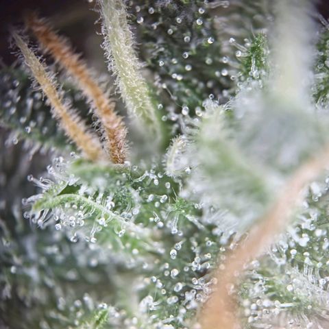 Haze Berry growlog timeline photo