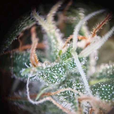 Haze Berry growlog timeline photo