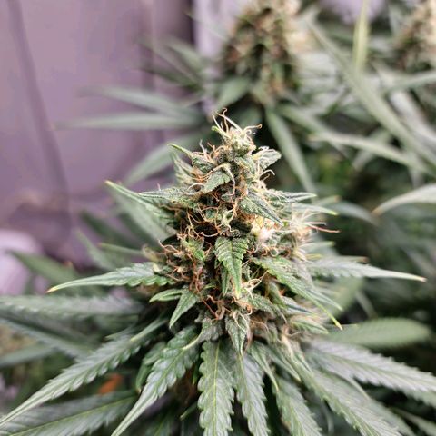 Haze Berry growlog timeline photo