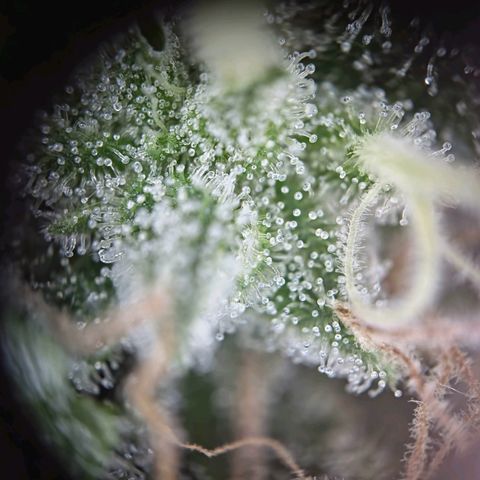 Haze Berry growlog timeline photo