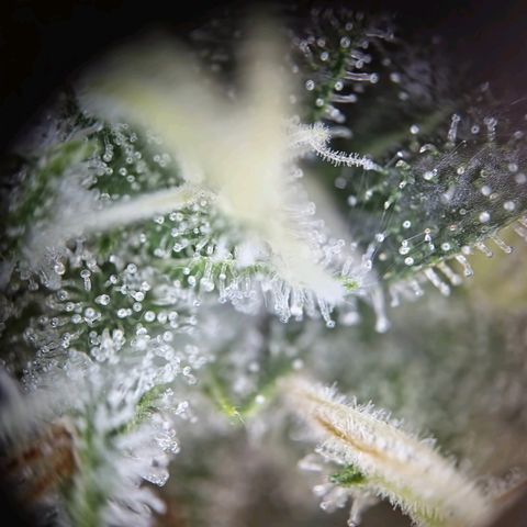 Haze Berry growlog timeline photo
