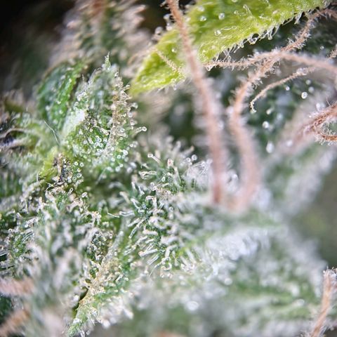 Haze Berry growlog timeline photo